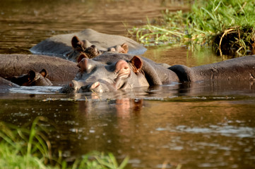 Portrait hippopotamus