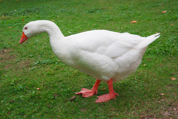 A white goose on green grass.