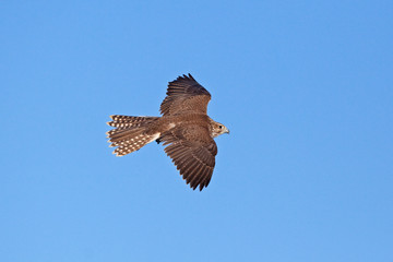 saker falcon, falco cherrug, Czech republic