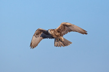 saker falcon, falco cherrug, Czech republic