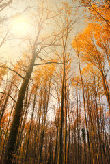  Autumn beech fall forest