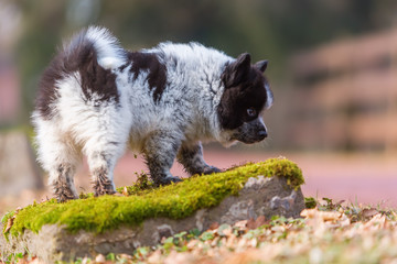outdoor portrait of an Elo puppy