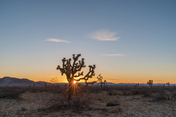 Sun setting behind a Joshua tree (Yucca brevifolia) at the Saddleback Butte State Park in Lancaster, California.