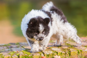 cute Elo puppy walks on a wall