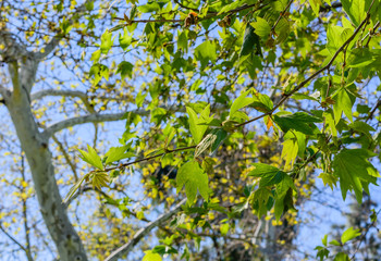 Leaves and branches early spring growth