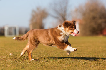 Australian Shepherd puppy runs on the meadow