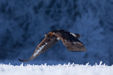 golden eagle, aquila chrysaetos, Czech republic