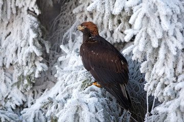 golden eagle, aquila chrysaetos, Czech republic