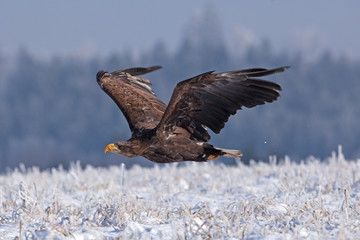 White-tailed eagle, haliaeetus albicilla, Czech republic