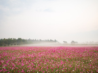 cosmos flower field on mountain