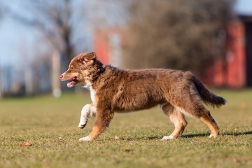Australian Shepherd puppy runs on the meadow