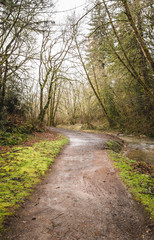 Fototapeta na wymiar Walking Trail in Forest Park