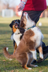puppy stands up for reaching a treat