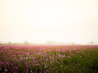 cosmos flower field on mountain