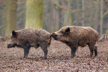 wild boar, sus scrofa, Czech republic