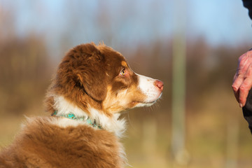 portrait of an Australian Shepherd puppy
