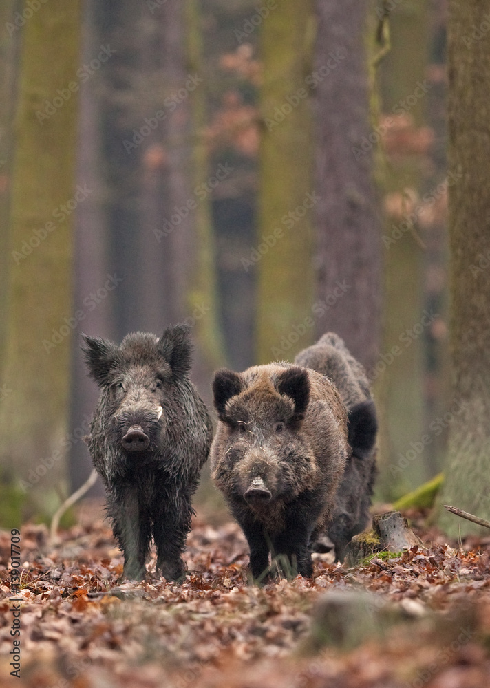 Wall mural wild boar, sus scrofa, czech republic