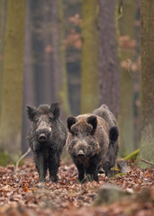 Naklejka na ściany i meble wild boar, sus scrofa, Czech republic
