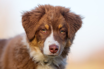 head portrait of an Australian Shepherd puppy