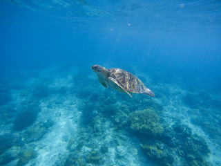 Sea turtle diving in deep blue water. Green turtle in sea water
