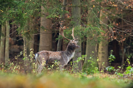  fallow deer, dama dama, Czech republic
