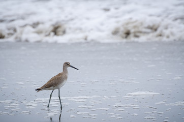 Sandpiper on the sea shore.