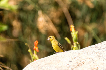 Goldfinch on a rock.