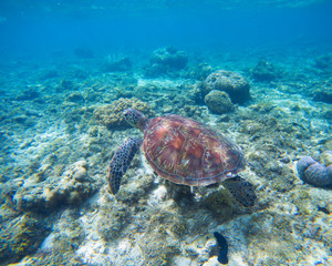 Fototapeta na wymiar Green turtle underwater in blue ocean. Lovely sea animal in wild nature closeup photo.