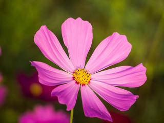 Fototapeta premium cosmos flower field on mountain