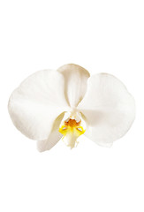 Beautiful phalaenopsis isolated on white background