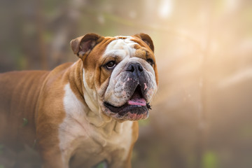English bulldog dog in nature portrait