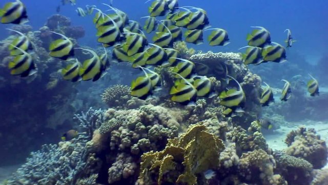 School of butterfly fish underwater on background coral in Red sea. Swimming in world of colorful beautiful wildlife of reefs and algae. Inhabitants in search of food. Abyssal diving.