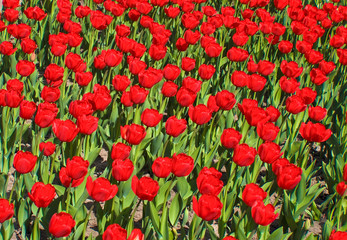 Background of red tulips