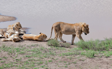 African lions near watering hole - Serengeti National Park, Tanzania