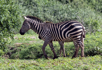 Fototapeta na wymiar Zebras in Lake Manyara National Park - Tanzania