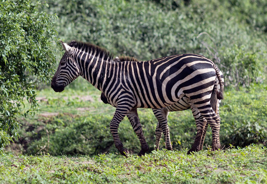 Zebras in Lake Manyara National Park - Tanzania