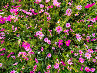 Fototapeta premium cosmos flower field on mountain