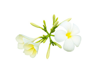 Tropical flower frangipani isolated on white background