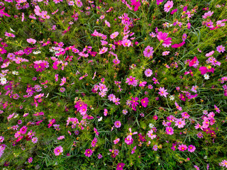 cosmos flower field on mountain