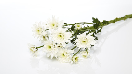 white chrysanthemum flowers