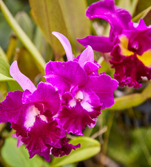 Purple orchids, Violet orchids. Orchid is queen of flowers. Orchid in tropical garden. Orchid in nature.