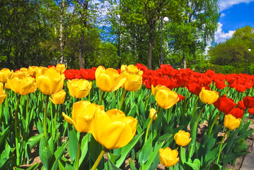 Fototapeta na wymiar Yellow and red tulips on a flowerbed in a Sunny weather