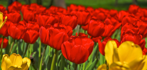 A lot of red and a few yellow tulips. Background