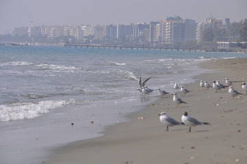 Limassol Beach