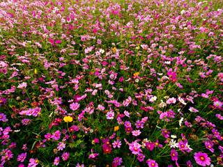 Naklejka premium cosmos flower field on mountain