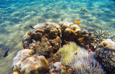 Tropical fish clown near coral reef and actinia. Underwater landscape.