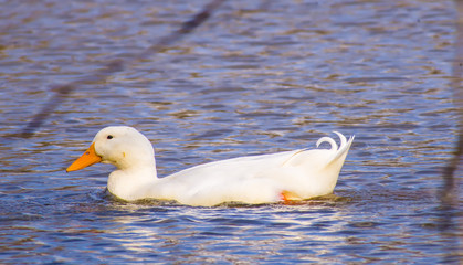 Ducks.