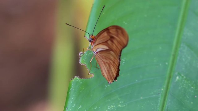 Tropical butterfly sitting on the green leaf, zooming motion