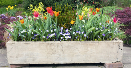 Stone planter filled with early spring flowers.