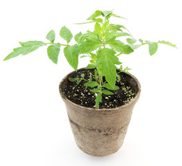 Isolated young tomato plant.
